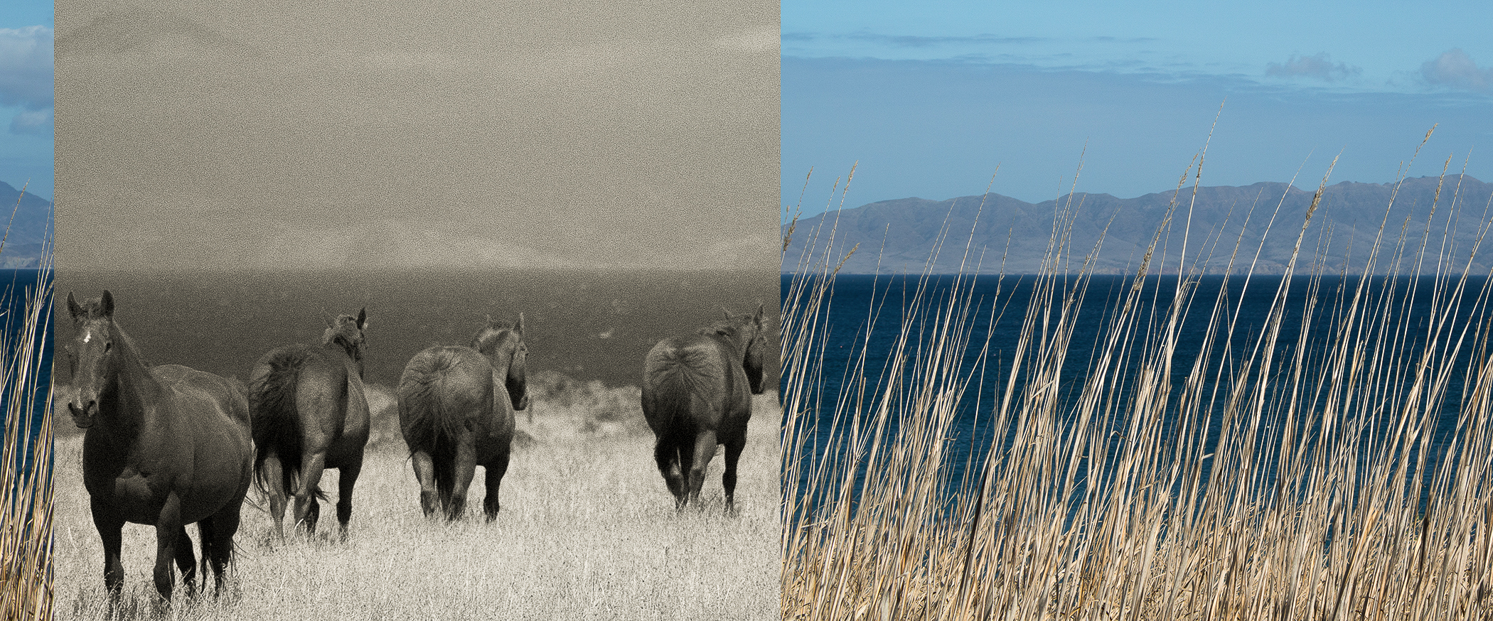 Santa Rosa Island: Gateway to Expression